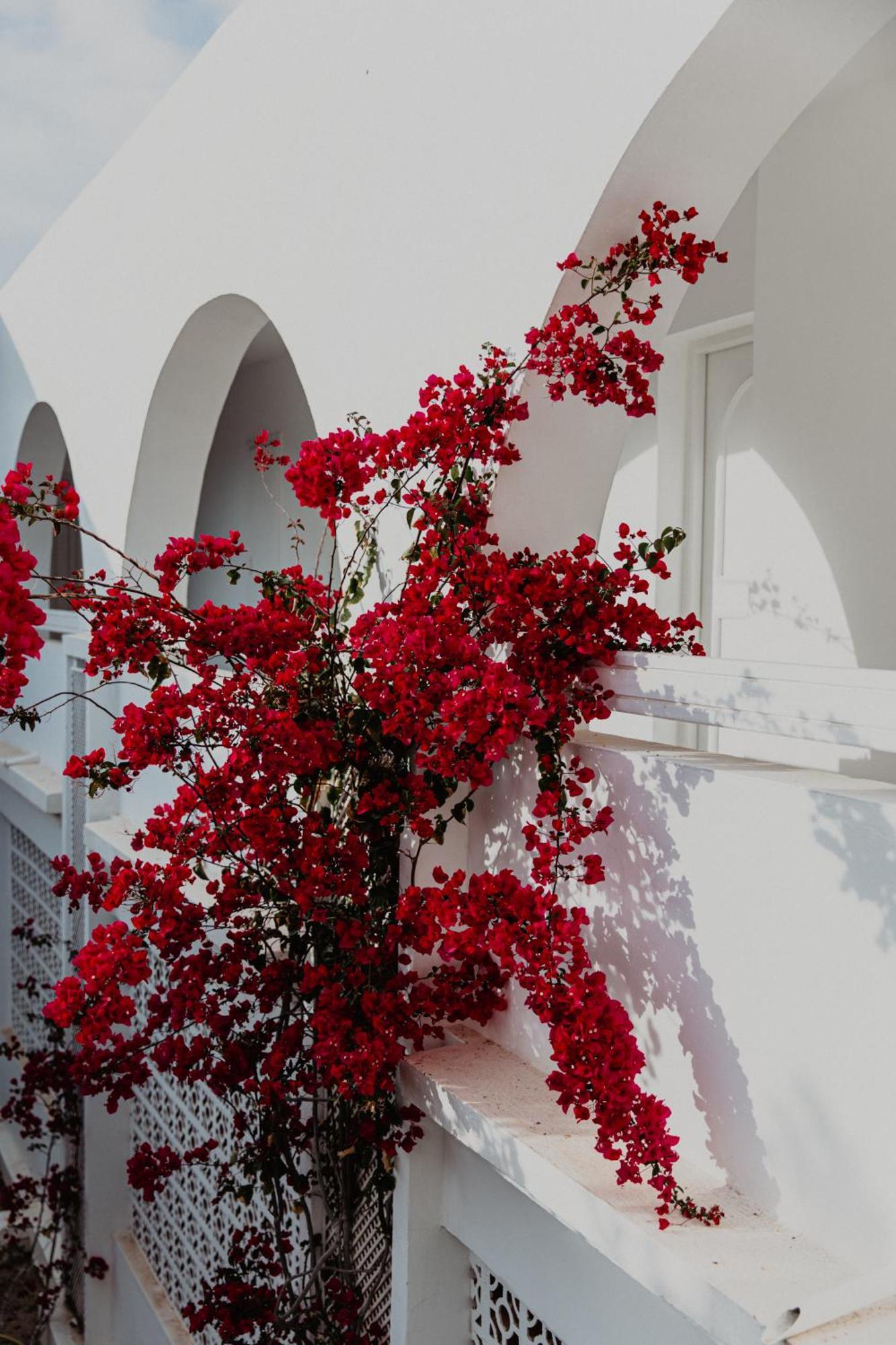 Hotel Bougainvillier Djerba 塔格梅斯 外观 照片